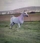 Arabian horse