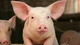 Pat The Pig