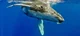 Bonnie The Whale 