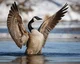 Loosey Goosey 