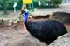 CJ Cassowary 