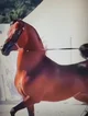 Arabian horse