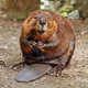 Buck Beaver