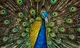 Pierre Peafowl 