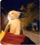 Speeding cat
