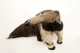 Alexander Anteater 