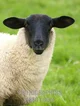 Sharon Sheep 