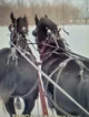 Draft horses