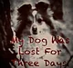 My dog was lost