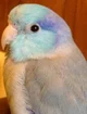 Pet Parrotlet