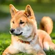 Shiba Inu