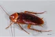 Cockroach