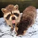 Asbestos pet raccoon