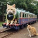Train cat