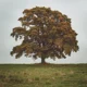 random oak tree
