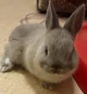 Smokey the rabbit 