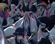 Bleach captains