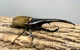 Hercules beetle