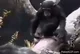 monkey finger sniff