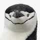 Chinstrap penguin 