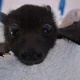 Lil Bat