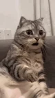 Shocked Cat