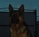 TF141 - Dog Shifters