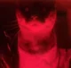 Your owner