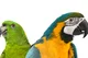 Pet Parrots