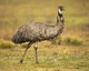 Emu Army