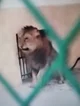 Abused lion