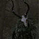 Wendigo 