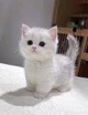 Small kitty