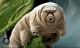 Tardigrade