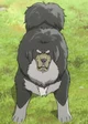 Tibetan Mastiff King