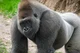 Silverback Gorilla