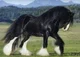 Shire Horse