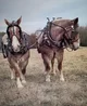 Draft horses