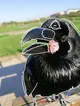 1- crow -req