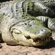 American Alligator
