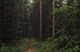 Mha woods