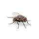 Annoying fly