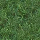 Grass
