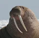 Walrus Grandpa
