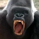 Killer Gorilla