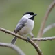 Carolina Chickadee