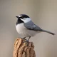 Mexican Chickadee