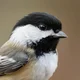 Blk-Capped Chickadee