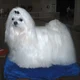 Maltese Dog
