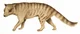 Nimbacinus dicksoni